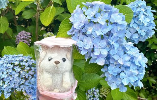 にんげんの通院に着いて行った帰り道に紫陽花が咲いていたよ💠
いっぱい咲いていたよ〜かわいいね！これから梅雨でジメジメしているけど、道端に綺麗な紫陽花があると思うと、風情があって雨でも良いかもね🌧

(めちゃくちゃ手が映り込んでいたから一部クリーンアップ加工しているよ。紫陽花はぐにゃってなってるけど手消せたのすごいね)