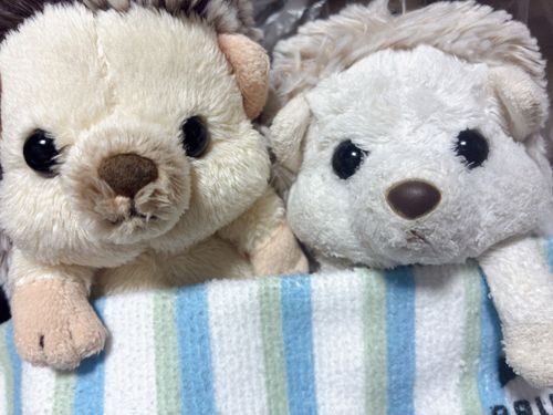外、雨に雷に大きな音で驚いちゃったよ。ふわもこのみんなも気をつけてね。はりぽんたちは雷が怖くて身を寄せ合っているよ🫨