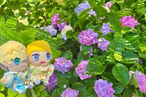 紫陽花 綺麗で可愛かったね💠