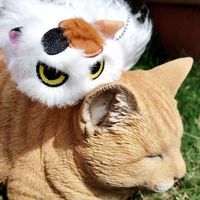 ねこたち