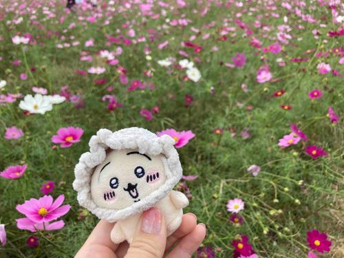 秋桜ﾔﾊ