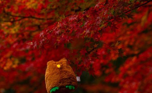 2025.11.28
東山植物園にて
紅葉狩り