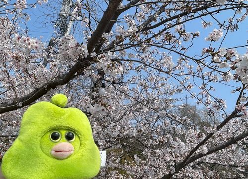 2026.3.29
岡崎城公園にて
花見🌸🍀