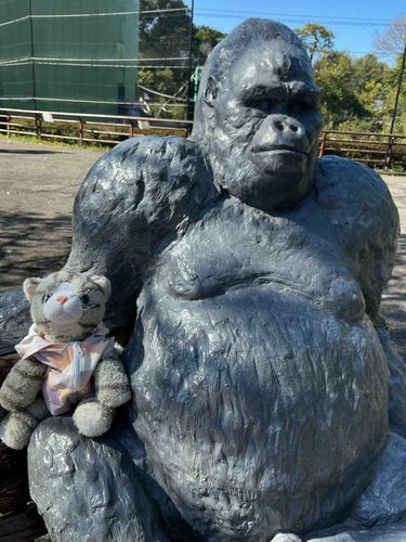 日本モンキーパークに行ってきたにゃ🐱
おさるさんいっぱいだったにゃ✨🐒