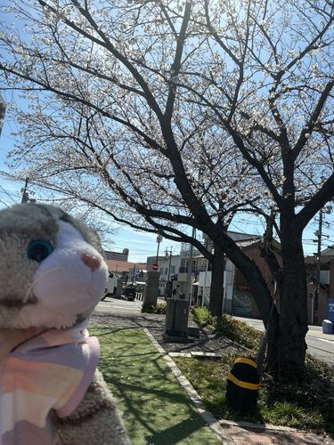 3月27日はさくらの日だにゃ！🌸*･桜を見てきたにゃ🐱とても綺麗だったにゃ！🌸