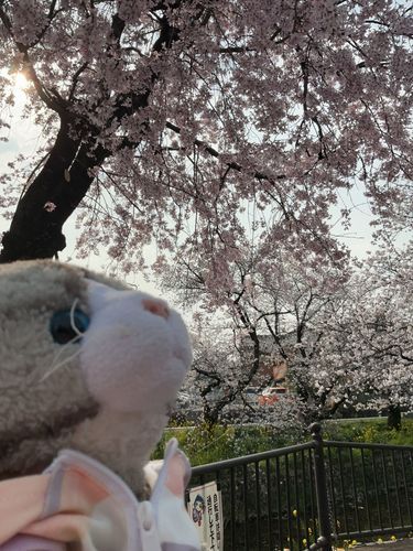 今日も桜を見に行ったにゃ🐱🌸