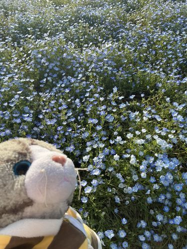 ネモフィラ見に行ったにゃ！
とても綺麗で見とれちゃったにゃ〜🌺💙