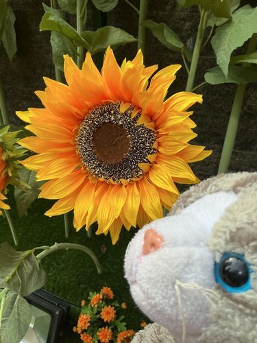 久しぶりだにゃ！🐱ヒマワリ可愛かったニャン😻🌻
