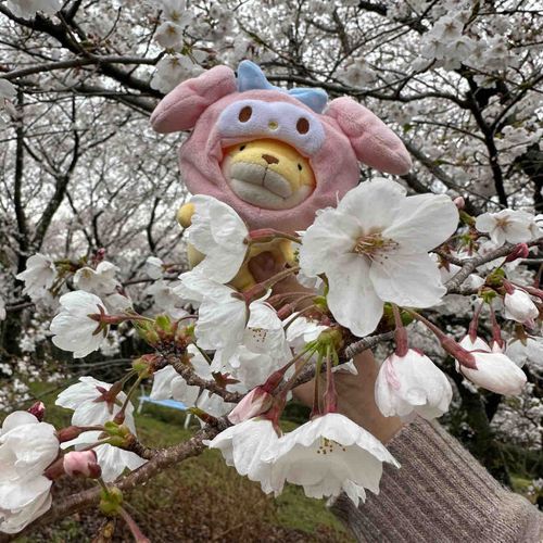 さくらみにいったよー！
花よりも団子よりも肉が好きー！！