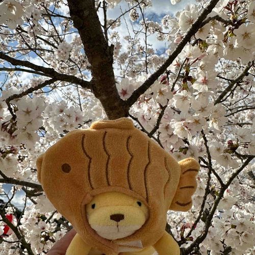 さくらちっちゃってかなしいね~
めんまさくら好き！
来年もたのしみだな~🌸