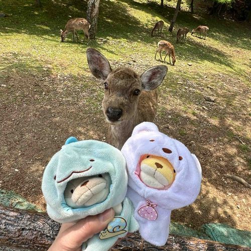 ねぎまとめんま奈良公園にいってきたよ-！しかさんちょっとこわかった🦌