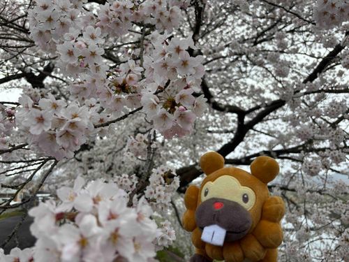 こぶもです！さくら、まんかいだったぶも！こむまえに、あさろくじにおはなみいったから、とってもねむかったぶもっ🥺