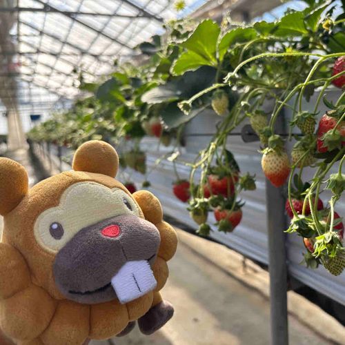 いちごがり、いったぶも！じゅっこくらい品種があって、くいつくしたぶも！ゆうやけベリーてのがうまいぶも！ひゃっこくったぶもっ🥺