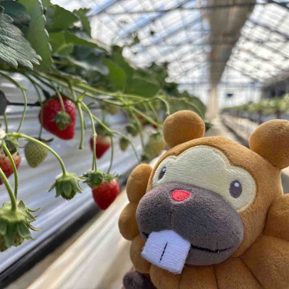 いちごがり、いったぶも！じゅっこくらい品種があって、くいつくしたぶも！ゆうやけベリーてのがうまいぶも！ひゃっこくったぶもっ🥺