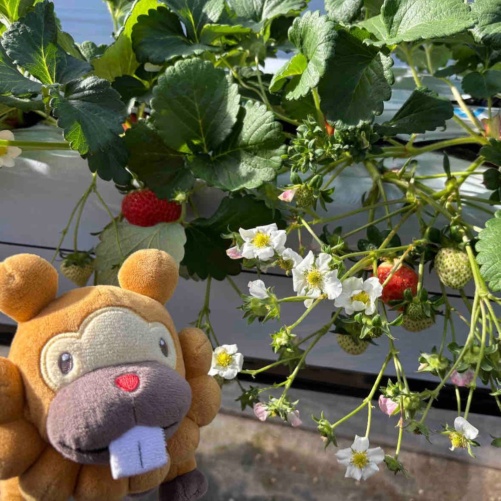 いちごがり、いったぶも！じゅっこくらい品種があって、くいつくしたぶも！ゆうやけベリーてのがうまいぶも！ひゃっこくったぶもっ🥺