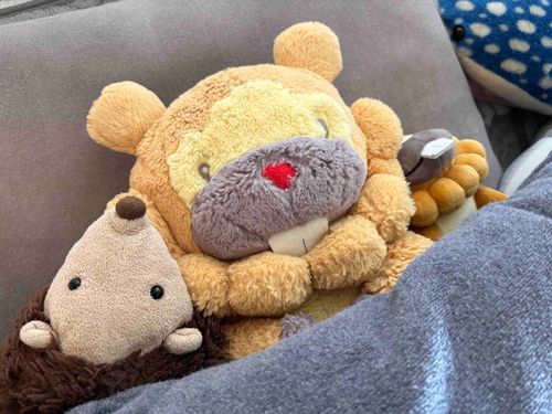 …は！気づいたら、いつのまにかこぶもとモーリーが帰ってきてたぶも！おふとんにもぐりこんでるぶも。ゆっくり寝かせとくぶもー😤