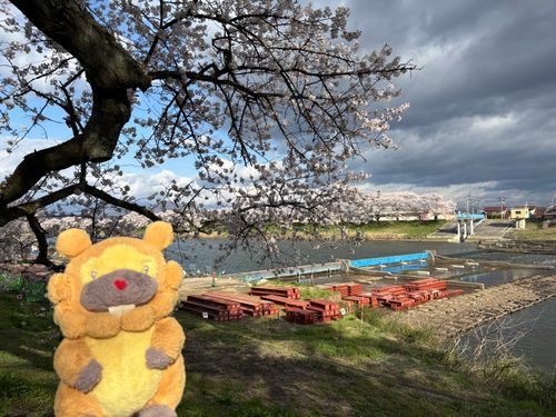 お花見してたら、堰堤のゲートまわりのかいしゅー工事やってたぶも！右の水色のが新しいやつ！左はこれから！ありがたいぶもー😤