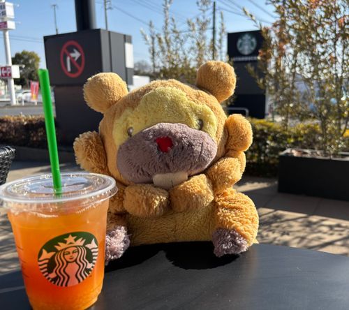 すたば、ぶも！これは、ゆずしとらすてぃー！コーヒー以外をたのむことで、通っぽさをかもしだしてくぶもー😤