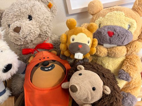 しゅっちょーから、こぶもたちが帰ってきたぶも！こぶも、うちゃ、モーリーの３匹で行ってたのに、こぶもの写真しかない…ぶもー😤