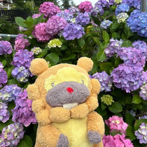 あじさい寺いってきたぶも！同じあじさいに、青いのと赤いのがまじってるの、ふしぎぶも！ちょーど満開で、みごろだったぶもー😤