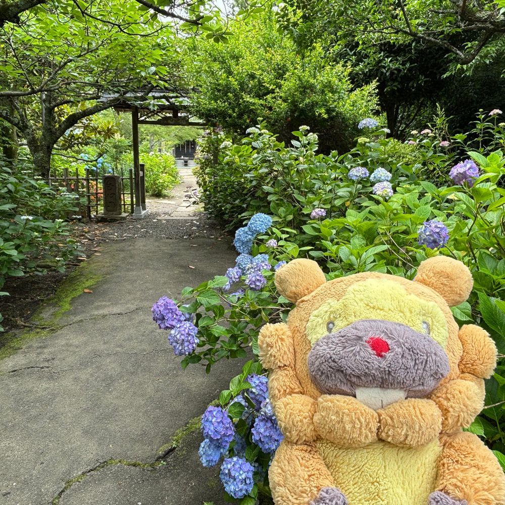 あじさい寺いってきたぶも！同じあじさいに、青いのと赤いのがまじってるの、ふしぎぶも！ちょーど満開で、みごろだったぶもー😤