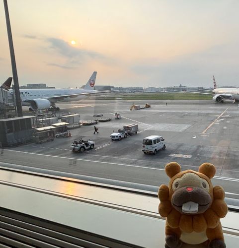 こぶもです！またしても、かいがいしゅっちょーぶも！オーストラリアはメルボルンまで行ってきます！冬…らしい！ぶもっ🥺