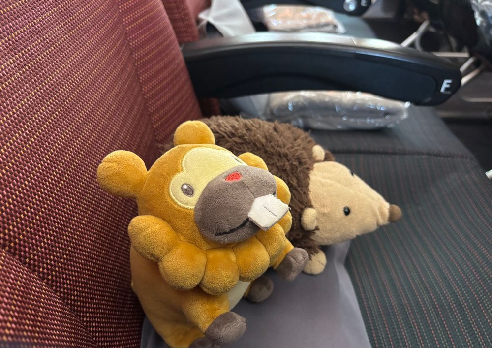 ぶじきこく！ただいまぶも！かえりのひこーきめちゃすいてて、こぶもの席もあった！シートベルトした！きないしょくくったぶもっ🥺