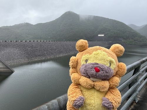 宮城県　七ヶ宿ダム　めちゃ雨降ってたぶも！ダム湖の水面、ばしゃばしゃ！ぶものけなみも、ぼさぼさ！貯水率にはよい！ぶもー😤