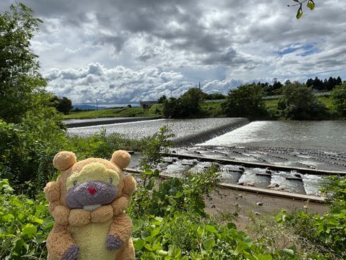 川行ったら魚道あった！手前にまっすぐなやつ、奥におーぎがたのやつ！２個もあってお得！でざいん的にとっても素敵ぶもー😤