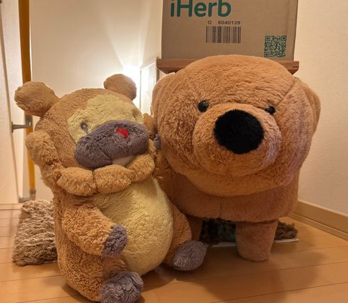 ぶもんちの家族の、もかちゃん！とくせい「ものひろい」！たまに、いいもんが詰まったハコを拾ってくるぶも。すごい特技ぶもー🌟😤🌟