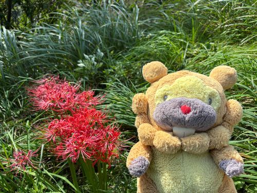 ひがんばなさいてた！みればみるほどへんてこな形ぶも。5-7個の花があつまってひとつになってるんだって！ふしぎぶもー😤
