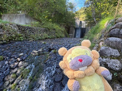 福島県　高湯第1ダム堰堤　川に飛び石があるんだけど、幅が広くてこわ…こわくないぶも！石だたみ、おしゃれぶもー😤
