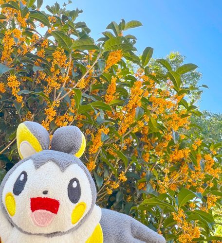 金木犀、咲きまくり！