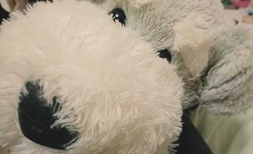 いぬのジョン
かなしいときはいっしょに泣いてくれる、けっこうでかい