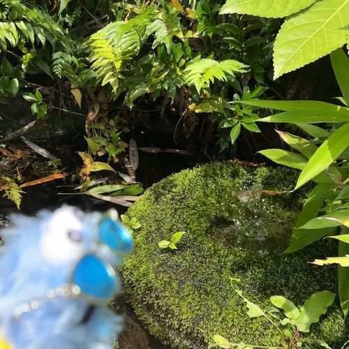 湧き水が涼しげだね