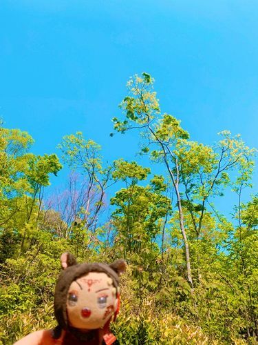 🌳