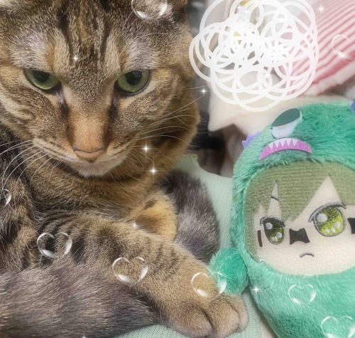 🍵「ヤマ………(はじめまして…………)」
🐱「………。」