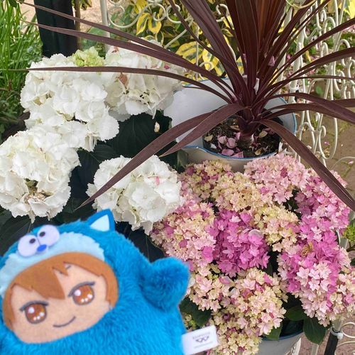 💙きれいなおはなー！