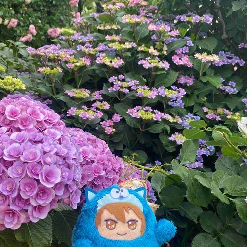 💙つゆってまだなのかなー❓