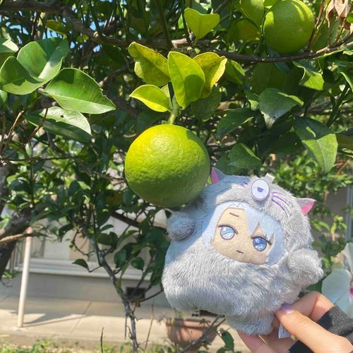 ﾔﾇｼ「丸すぎてどっちが楽ちゃんかみかんかわからない」
🩶「ｷﾞｬｷﾞｬｷﾞｬｶﾞｶﾞｶﾞｯｶﾞｱ💢」