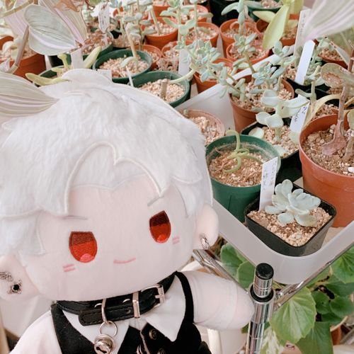 主の母の観葉植物だ。せっかくだから写真を撮らせてもらったぜ🪴ꯁꯧ