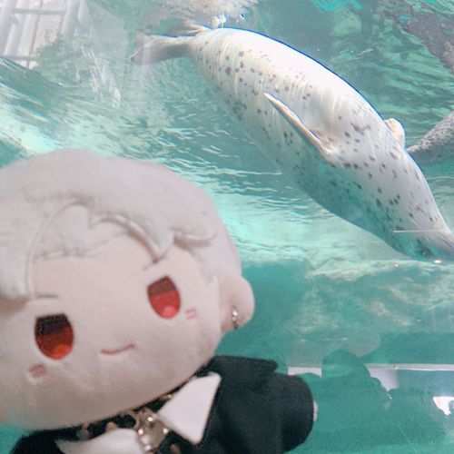 水族館に行った日🦭ꯁꯧ