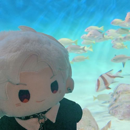 綺麗だったぜ °･🐠