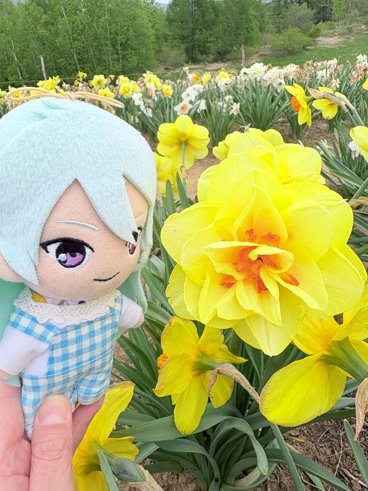 マヨちゃん