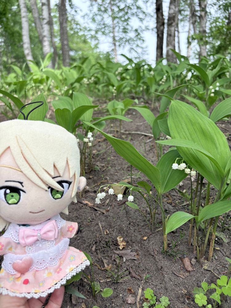 マヨちゃん