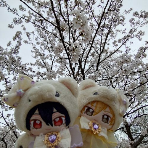 お花見できたー！🌸٩(>ω<*)و💕‪
ちょいと曇り空☁️
二枚看板ぬいちゃんは初めてだね🥰

💜‪ふむ、桜かえ。綺麗じゃのう♪

💛風で花びらが舞ってて綺麗だったよ😉