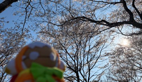 わぁ！きれいなさくらだね！