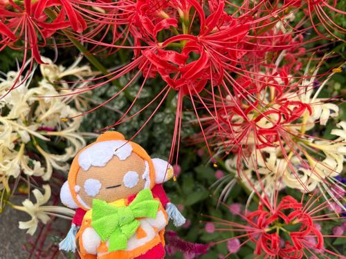 彼岸花をみつけたよ！

きれいな花だけど 毒があるんだって！