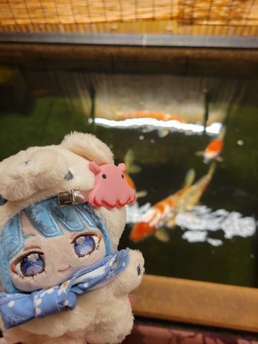 こいがいました､､､♪