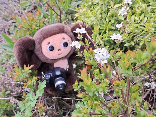 С(´｡◕ᴗ ◕｡`)Э
カメラを買ってもらったよ
これは何の花かなぁ